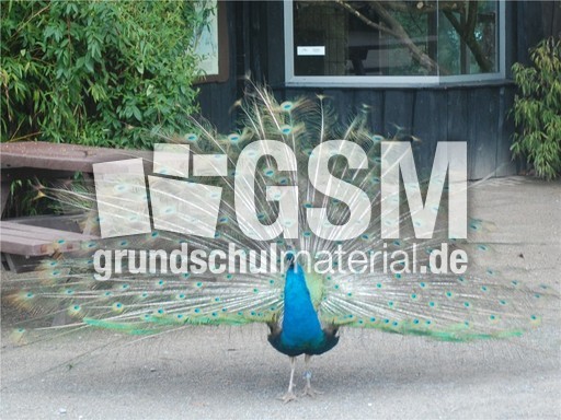 Pfau_2.jpg